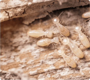 Termites