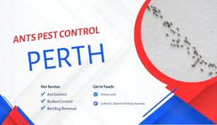 Effective Ant Control: How an Ant Exterminator Can Help in Perth